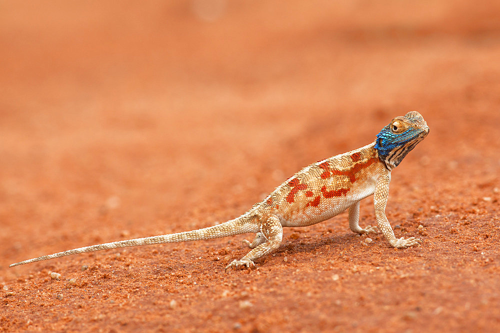 Ground agama (Agama aculeata), Kgalagadi Transfrontier Park, Northern Cape, South Africa, Africa