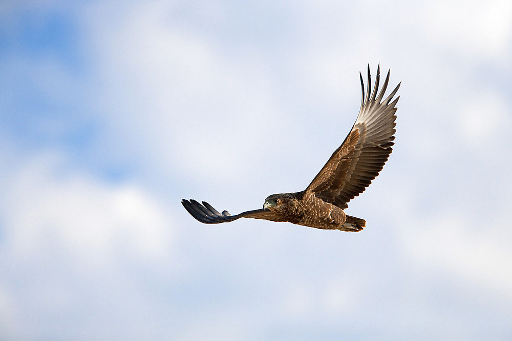 Tawny eagle (Aquila rapax) in flight, Kgalagadi Transfrontier Park, South Africa, Africa