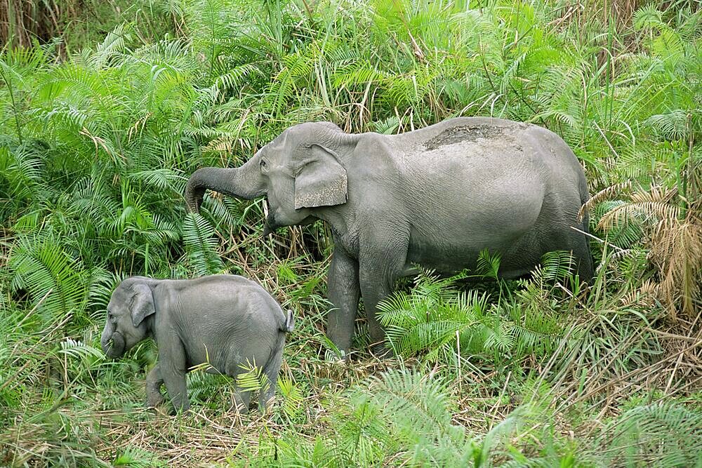 Wild Asian elephant, Elephas maximus, feeding, Kaziranga National Park, Assam, India, Asia