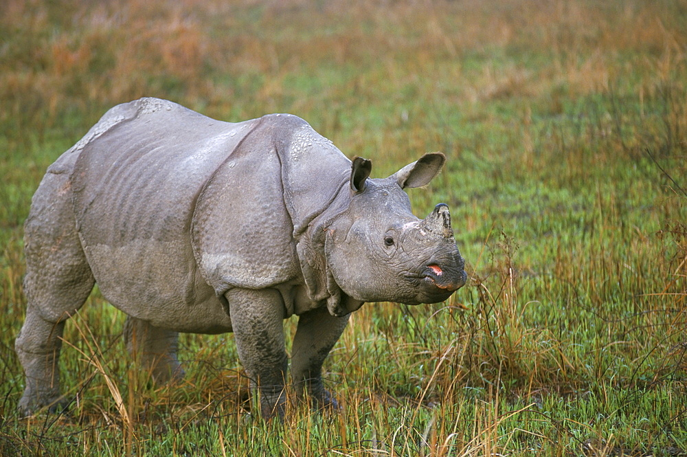 Indian one-horned rhino (Rhinoceros unicornis), Kaziranga National Park, Assam state, India, Asia