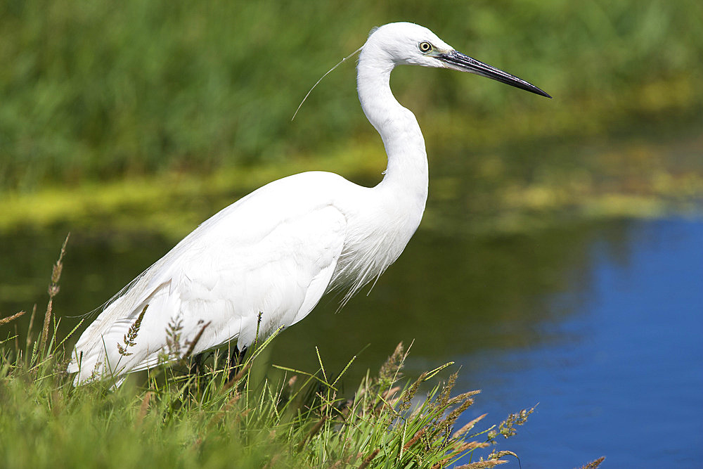 Little egret (Egretta garzetta), Intaka Island, Cape Town, Western Cape, South Africa, Africa