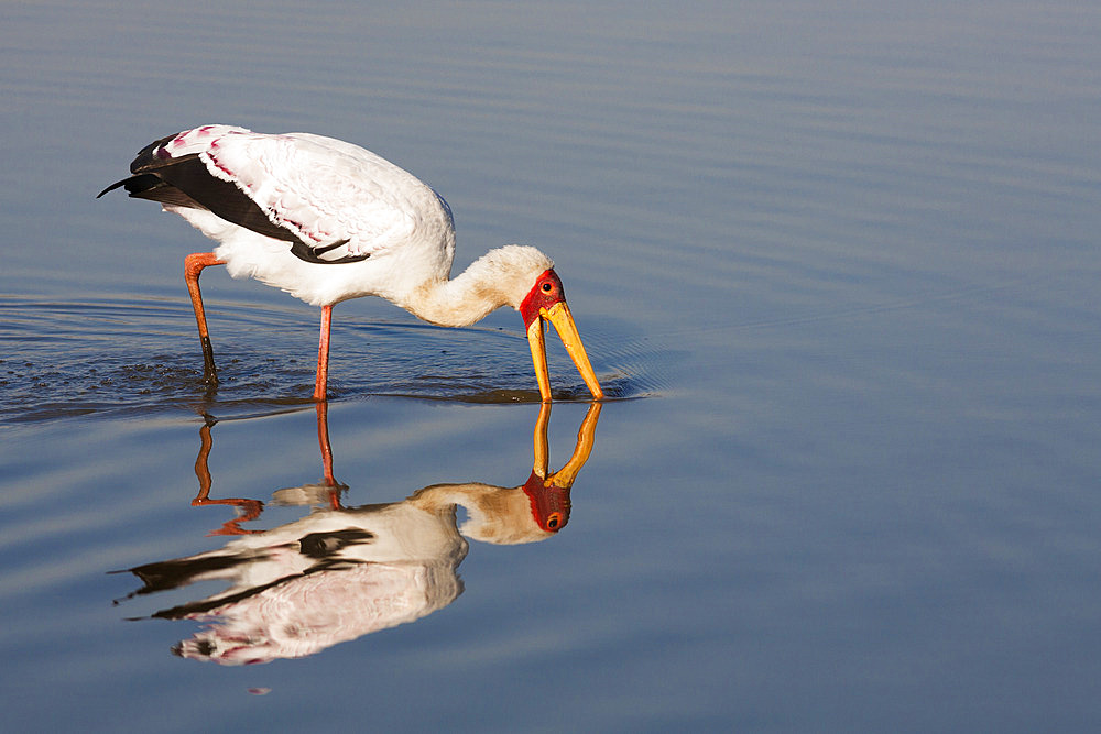 Yellowbilled stork (Mycteria ibis), Kruger National Park, South Africa, Africa