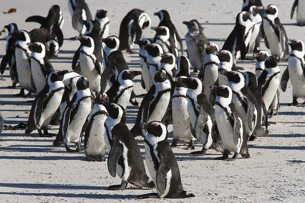 African penguins (Spheniscus demersus), Table Mountain National Park, Cape Town, South Africa, Africa