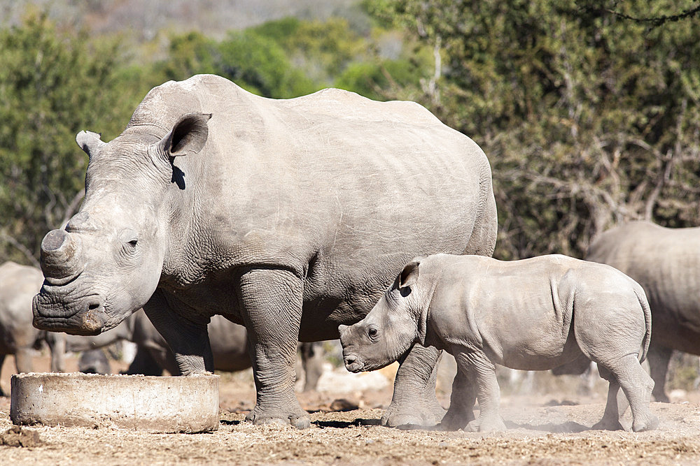 Dehorned white rhino (Ceratotherium simum) with calf, Mauricedale game ranch, Mpumalanga, South Africa, Africa