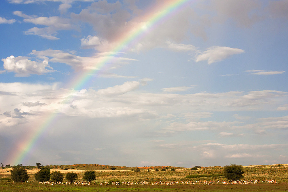 Herd of springbok (Antidorcas marsupialis) in landscape, with rainbow, Kgalagadi Transfrontier Park, Northern Cape, South Africa, Africa