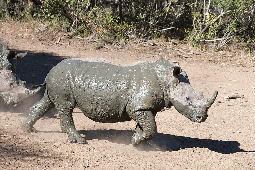 White rhino (Ceratotherium simum), Mkhuze game reserve, Kwazulu Natal, South Africa, Africa