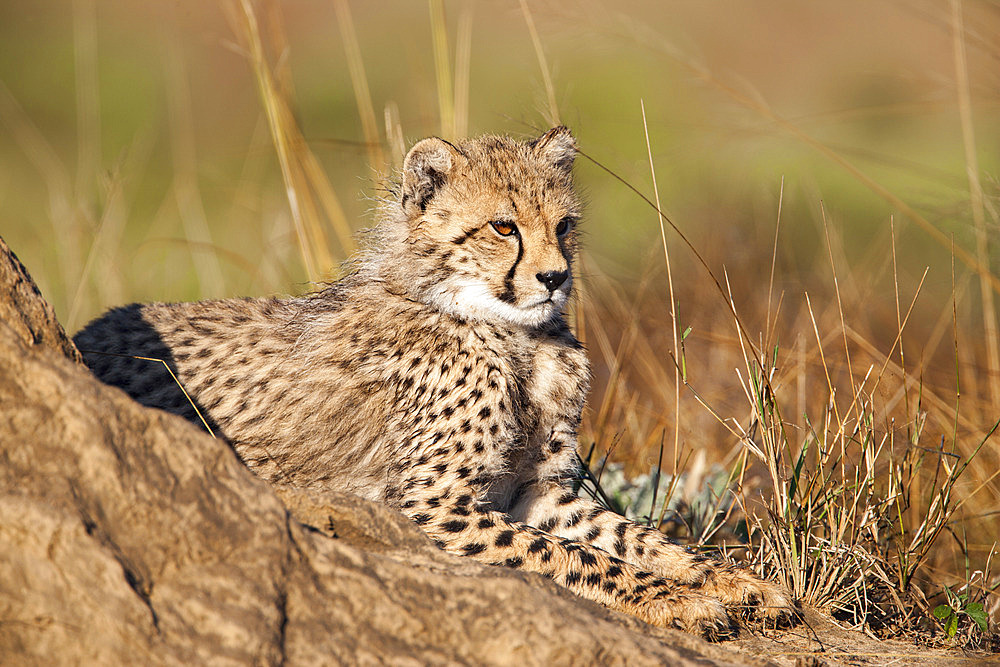 Cheetah (Acinonyx jubatus) cub, Phinda private game reserve, Kwazulu Natal, South Africa, Africa