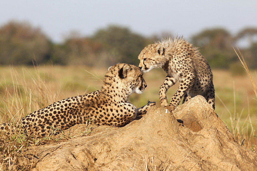 Cheetah (Acinonyx jubatus) with cub, Phinda private game reserve, Kwazulu Natal, South Africa, Africa