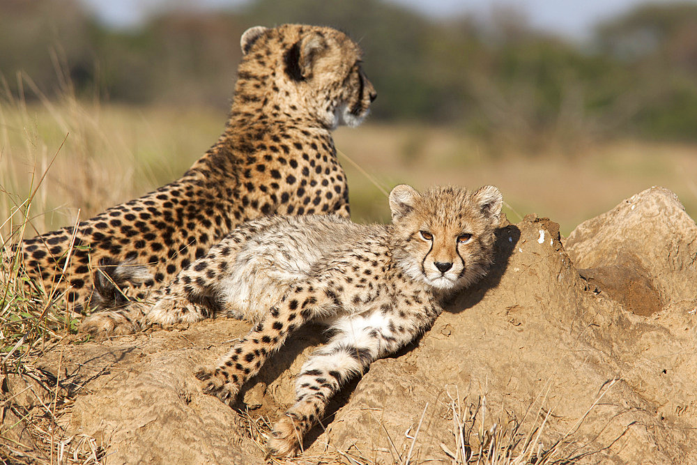 Cheetah (Acinonyx jubatus) cub, Phinda private game reserve, Kwazulu Natal, South Africa, Africa