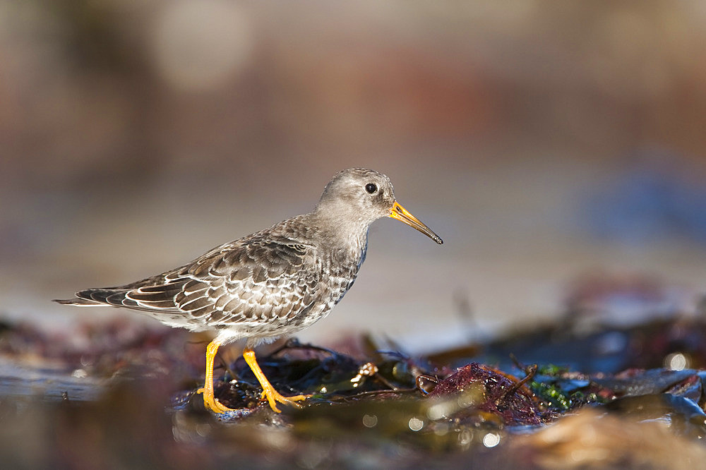 Purple sandpiper (Calidris maritima), Bamburgh beach, Northumberland, England, United Kingdom, Europe