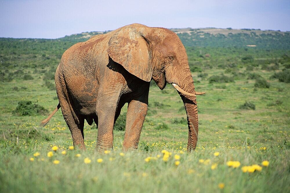 African elephant, Loxodonta africana, covered in mud, Addo, South Africa, Africa