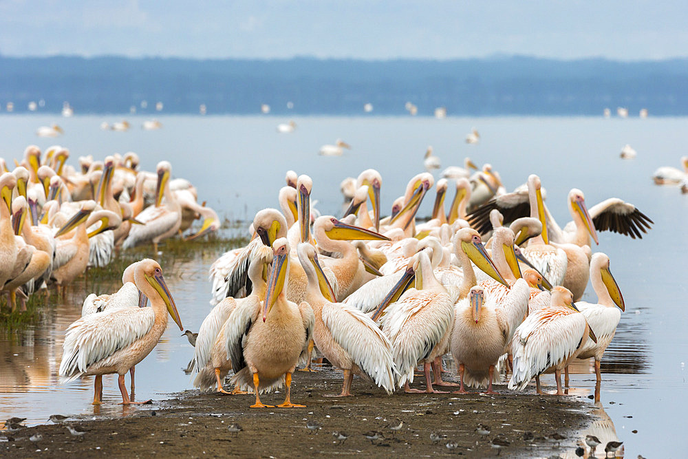 Great white pelicans (Pelecanus onocrotalus), Lake Nakuru National Park, Kenya, East Africa, Africa