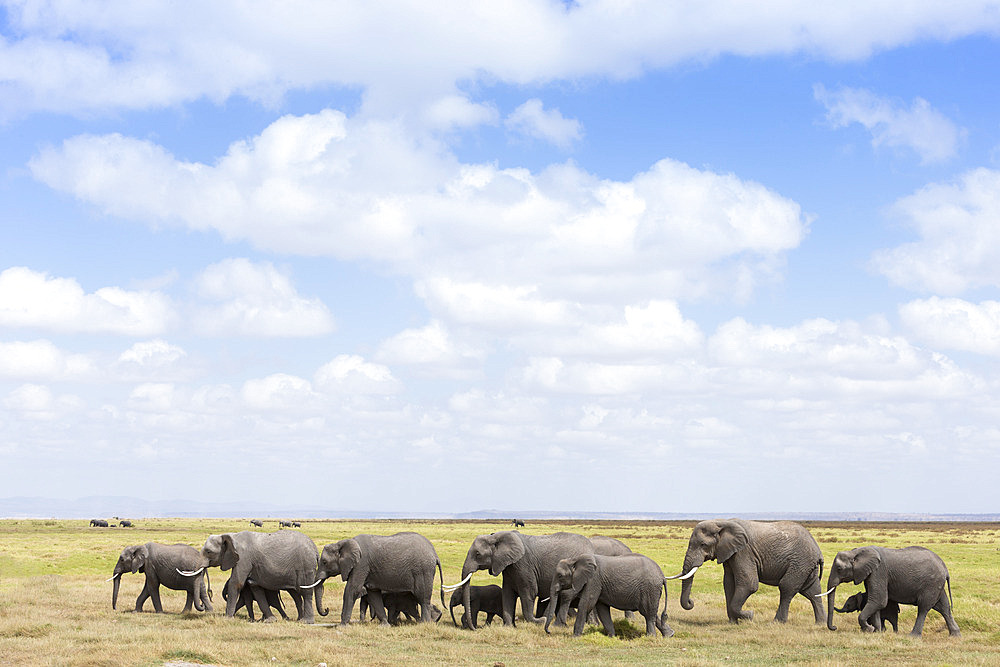 African elephants (Loxodonta africana), Amboseli National Park, Kenya, East Africa, Africa