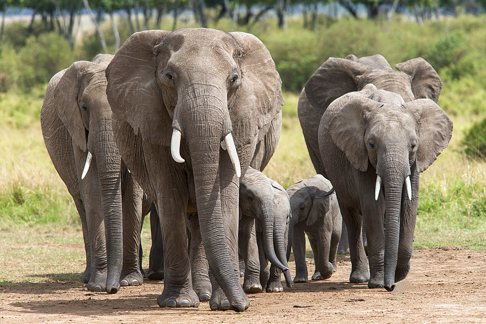 Elephant (Loxodonta africana) herd walking to the river to drink, Masai Mara National Reserve, Kenya, East Africa, Africa