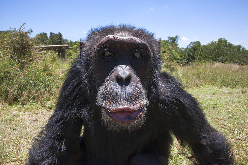 Orphaned or abused chimpanzees (Pan troglodytes) from West and Central Africa at the Sweetwaters Chimpanzee Sanctuary, Ol Pejeta Conservancy, Laikipia, Kenya, East Africa, Africa