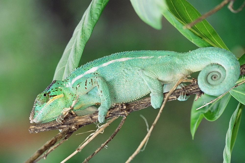 Panther chameleon on a branch