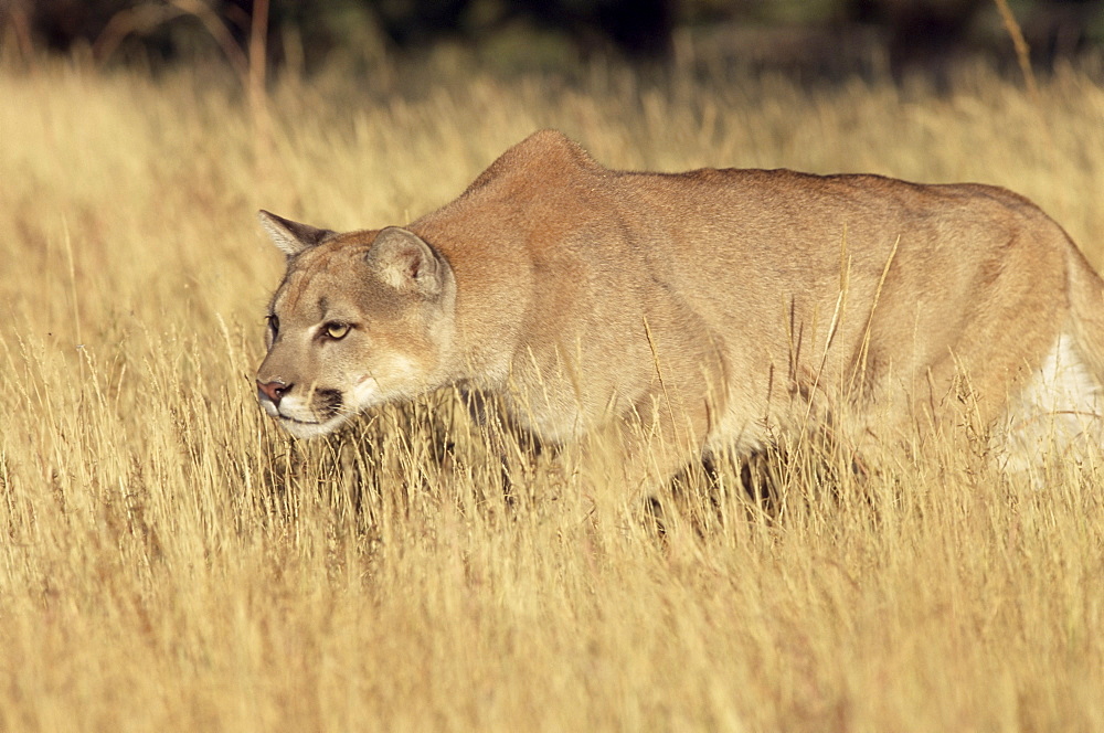 Mountain lion stalking, Colorado, United States of America, North America