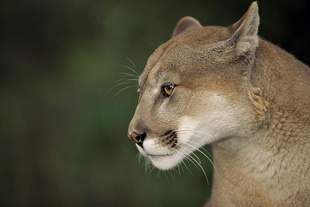 Close-up of a mountain lion, Montana, United States of America, North America