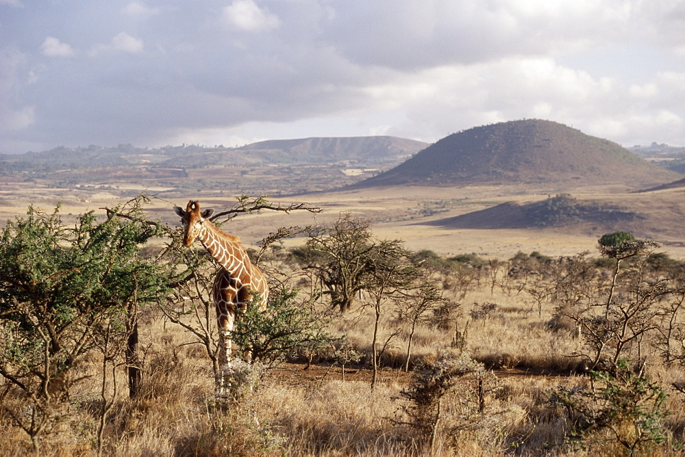 Giraffe, Kenya, East Africa, Africa