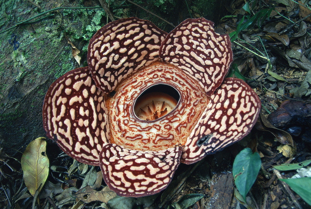 Close-up of the Rafflesia, the world's largest flowering plant, Borneo, Asia