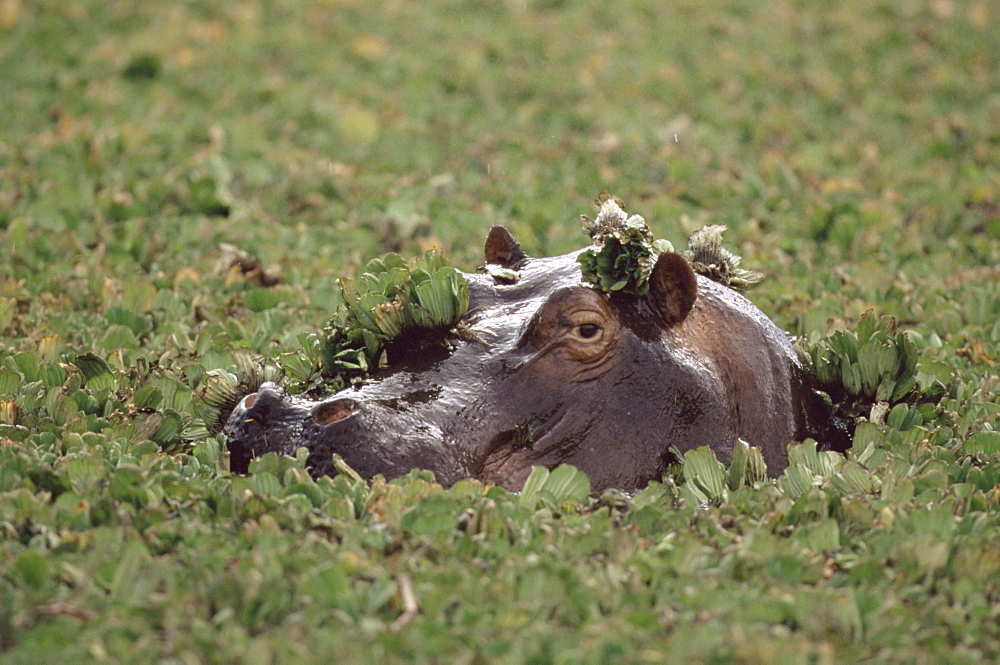 Hippopotamus in water, Kenya, East Africa, Africa