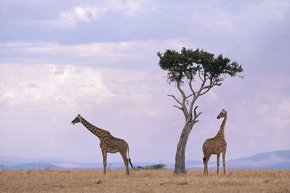 Two giraffes with acacia tree, Masai Mara, Kenya, East Africa, Africa