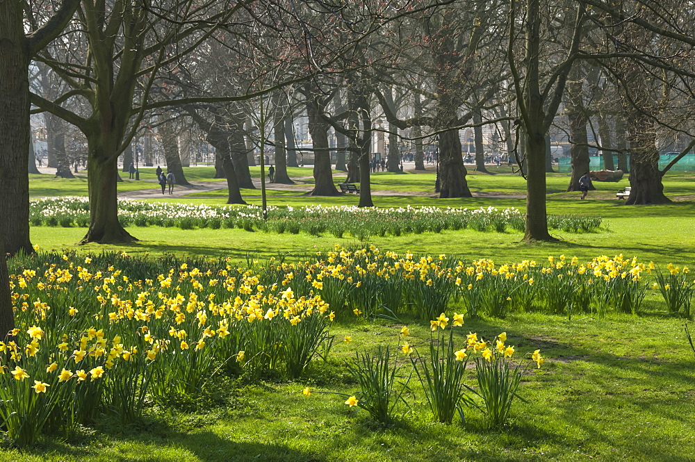 Daffodils, St James Park, London, England, United Kingdom, Europe