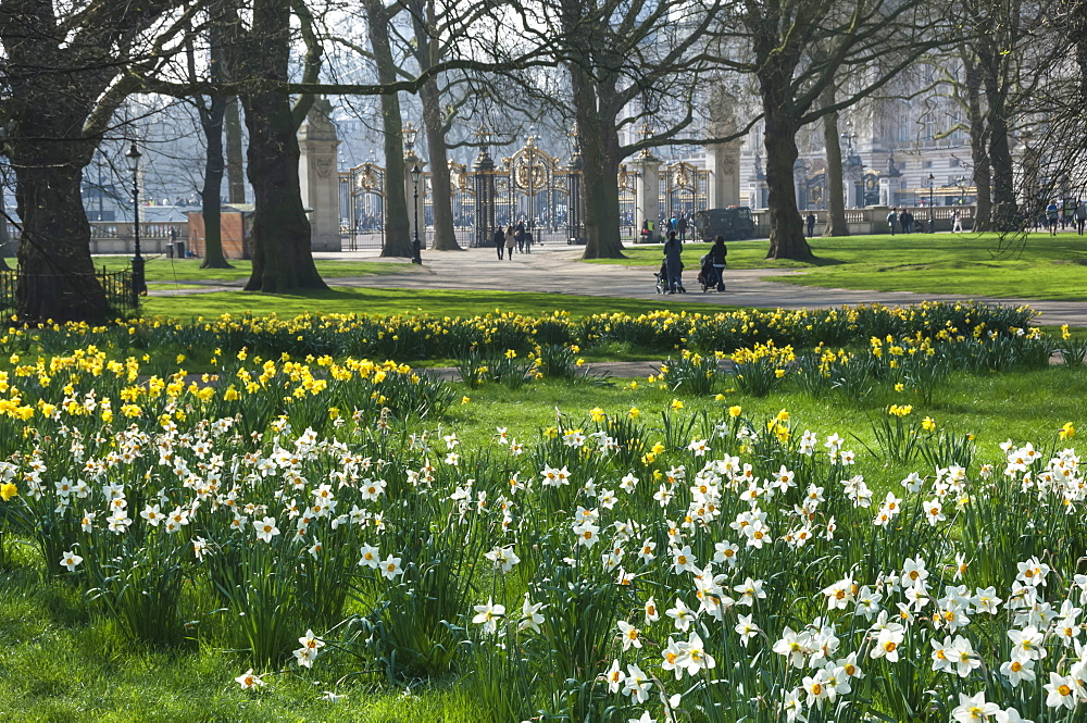 Daffodills and narcissus, Canada Gate to Buckingham Palace, Green Park, London, England, United Kingdom, Europe