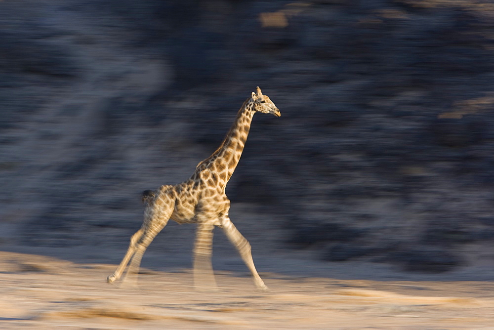 Desert giraffe (Giraffa camelopardalis capensis) running, Namibia, Africa