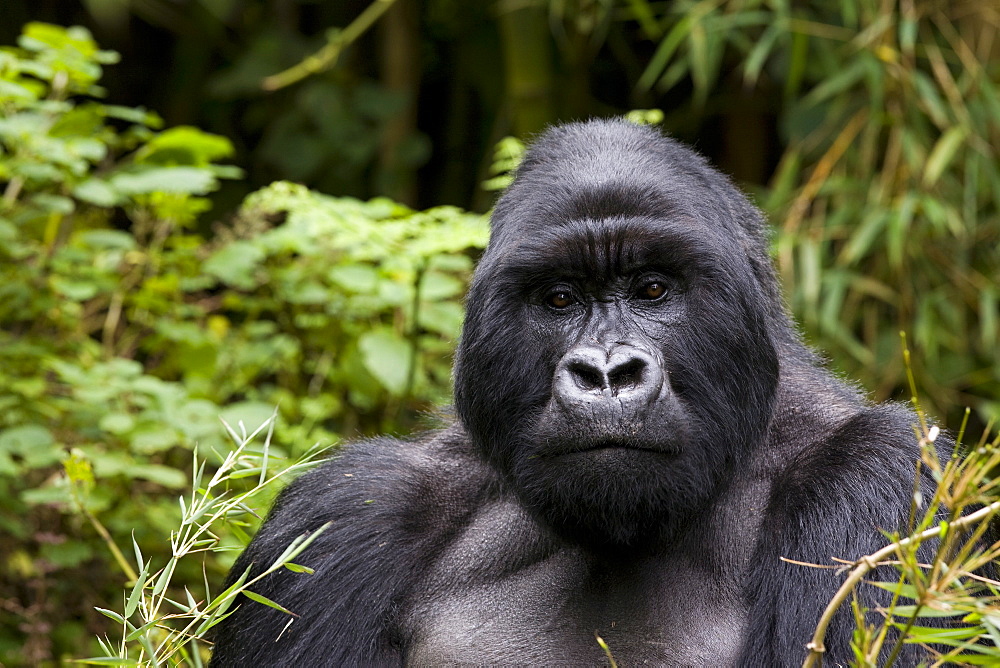 Silverback, mountain gorilla (Gorilla gorilla beringei), Kongo, Rwanda, Africa