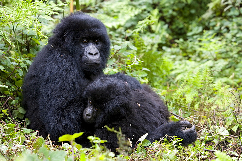 Mountain gorillas (Gorilla gorilla beringei), Kongo, Rwanda, Africa