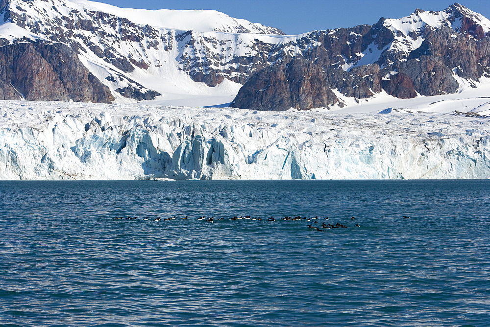 Brunnich's guillemot (Uria lomvia) in front of the glacier, Spitsbergen, Svalbard, Norway, Scandinavia, Europe