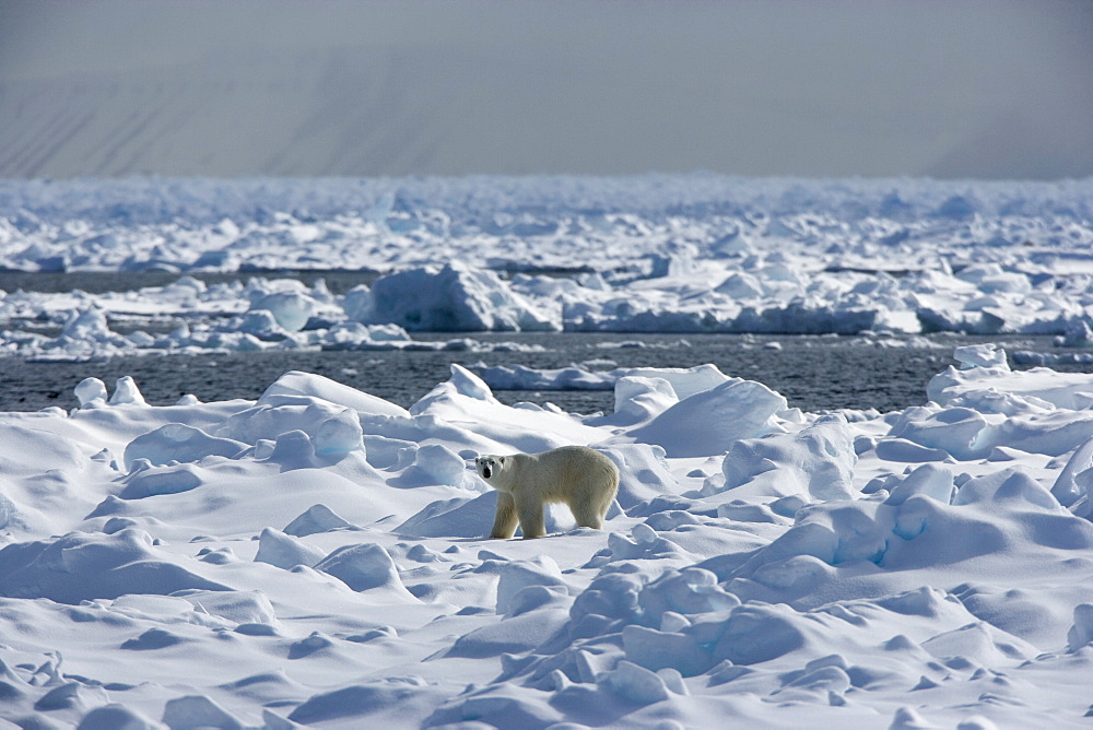 Polar Bear (Ursus maritimus) on pack ice, Spitsbergen, Svalbard, Norway, Scandinavia, Europe