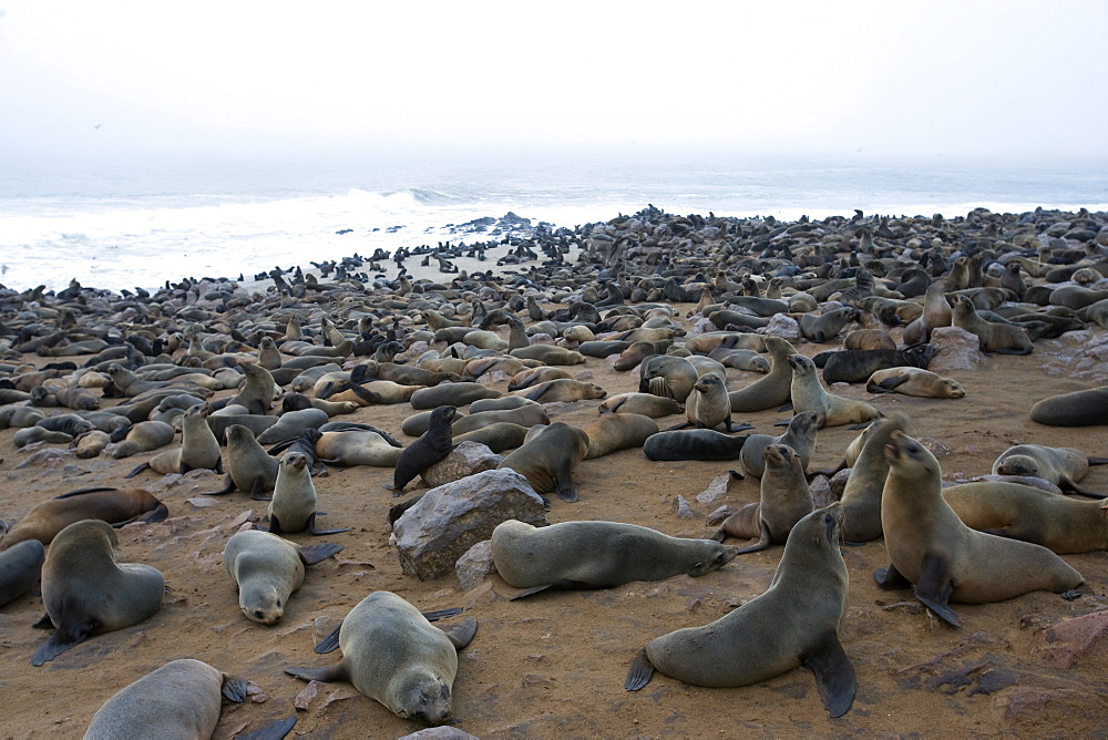 Colony of South African fur seals (Arctocephalus pusillus), Namibia, Africa