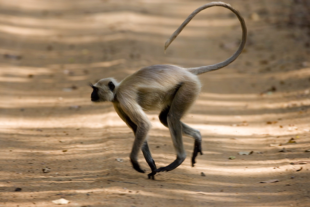 Hanuman langur (Presbytis entellus), Bandhavgarh National Park, Madhya Pradesh state, India, Asia