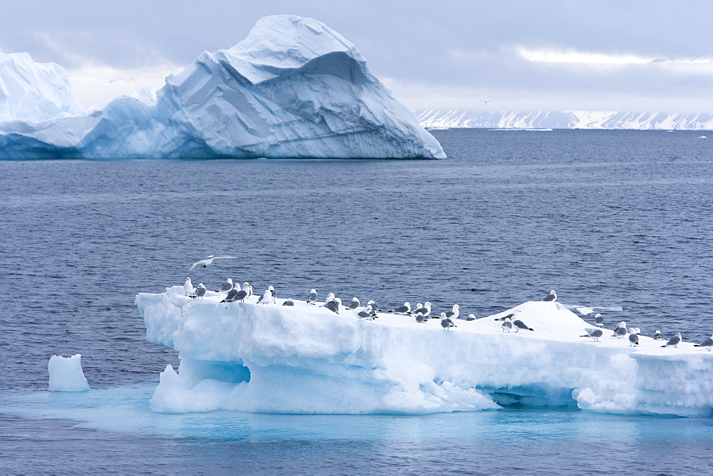 Black-legged kittiwake (Rissa tridactyla) on iceberg, Spitsbergen, Svalbard, Norway, Scandinavia, Europe