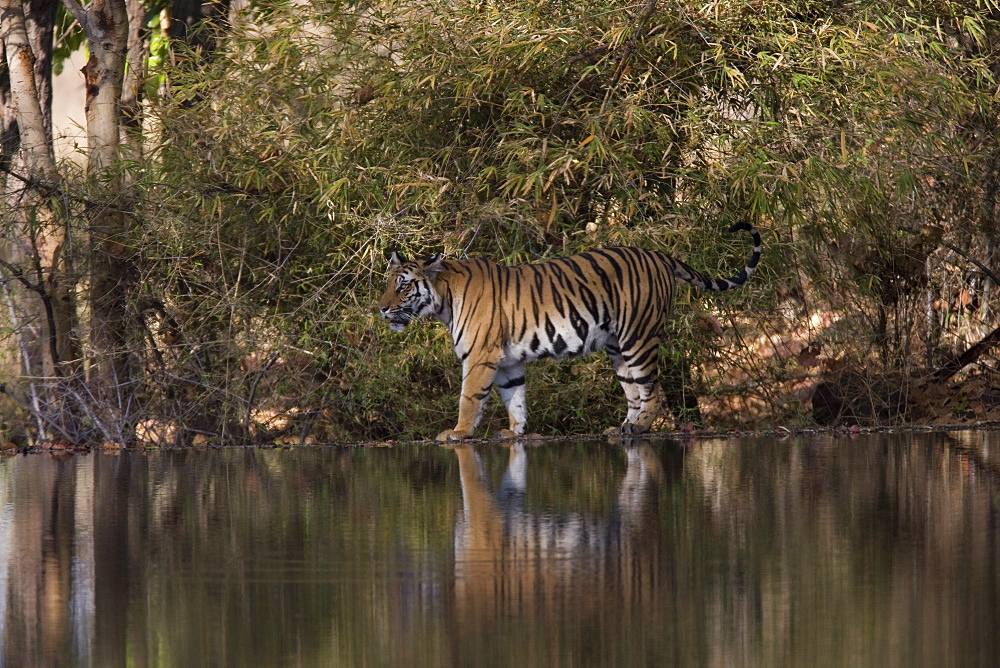 Indian tiger, (Bengal tiger) (Panthera tigris tigris), Bandhavgarh National Park, Madhya Pradesh state, India, Asia