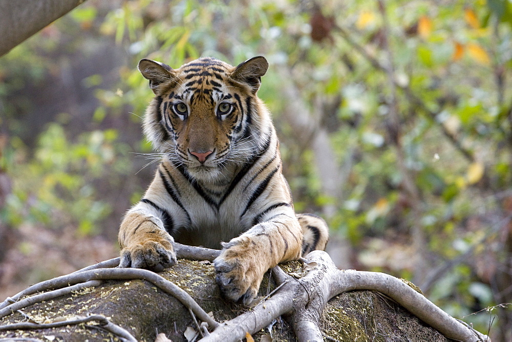 Indian tiger, (Bengal tiger) (Panthera tigris tigris), Bandhavgarh National Park, Madhya Pradesh state, India, Asia