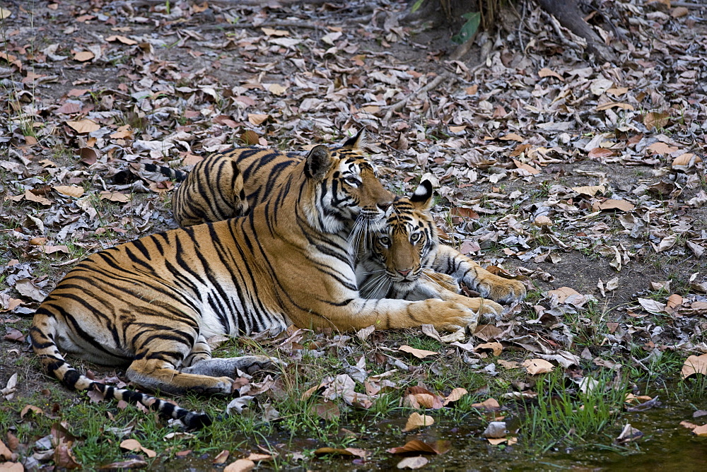 Indian tigress, (Bengal tiger) (Panthera tigris tigris) with her cub, Bandhavgarh National Park, Madhya Pradesh state, India, Asia