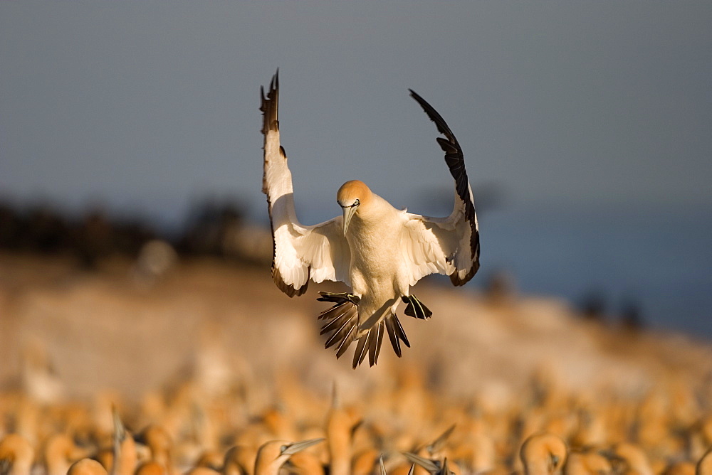 Cape Gannet, (Morus capensis), Bird Island, Lambert' s Bay, South Africa