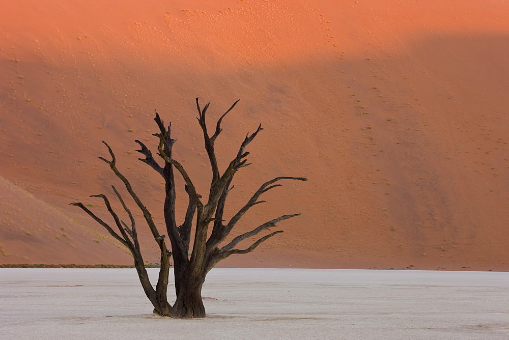 Dead Vlei, Sossusvlei, Namib Desert, Namibia, Africa