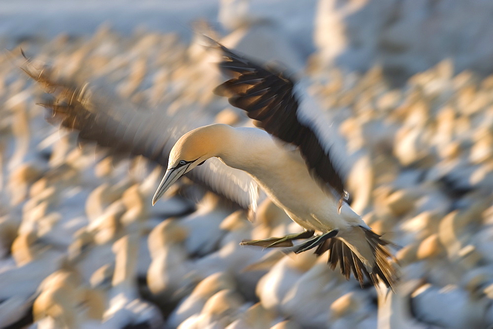 Cape Gannet, (Morus capensis), Bird Island, Lambert' s Bay, South Africa