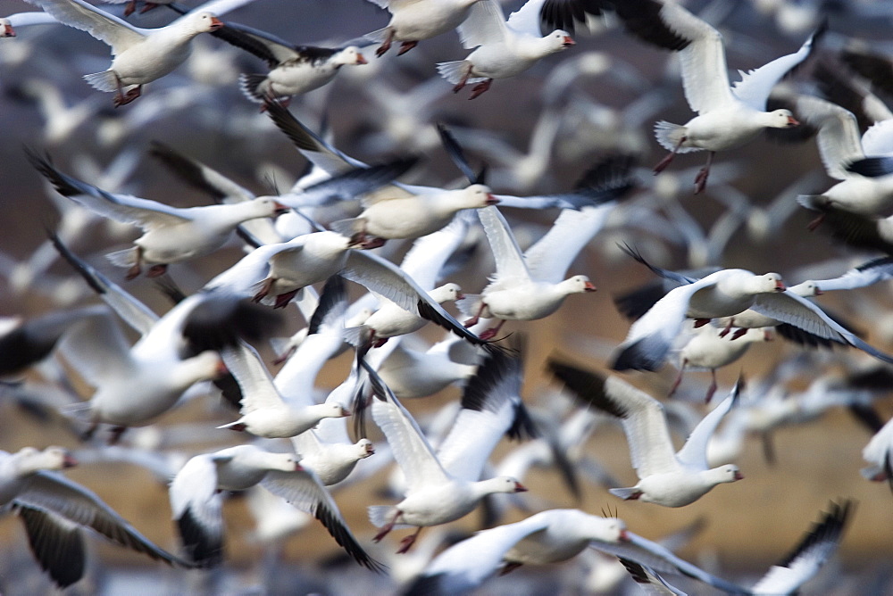 Snow Goose, Anser caerulescens, Bosque del Apache, Soccoro, New Mexico, USA