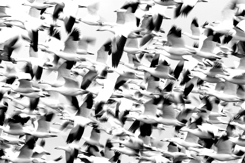 Snow Goose, (Anser caerulescens), Bosque del Apache, Soccoro, New Mexico, USA