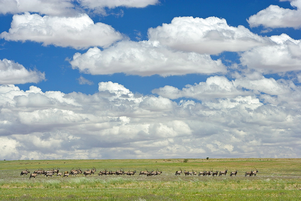 Herd of gemsbok (Oryx gazella), Namib Rand Nature Reserve, Namibia, Africa