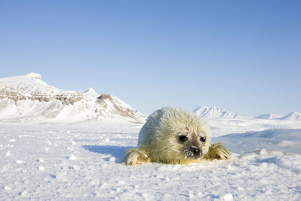 Ringed seal (Phoca hispida) pup, Billefjord, Svalbard, Spitzbergen, Arctic, Norway, Scandinavia, Europe