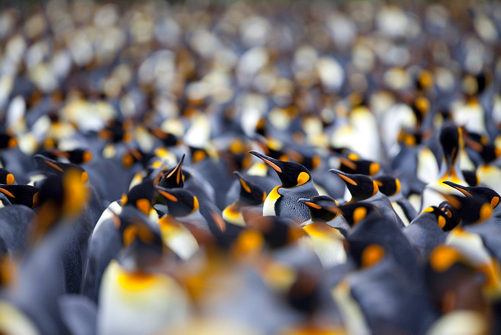 King penguin colony (Aptenodytes patagonicus), Gold Harbour, South Georgia, Antarctic, Polar Regions