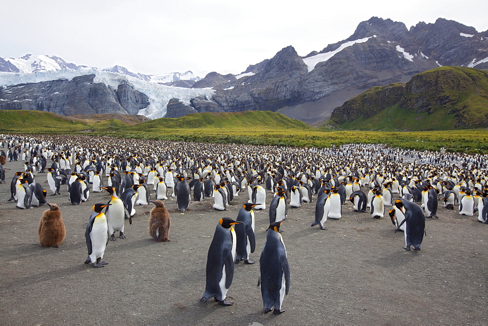 King penguin colony (Aptenodytes patagonicus), Gold Harbour, South Georgia, Antarctic, Polar Regions