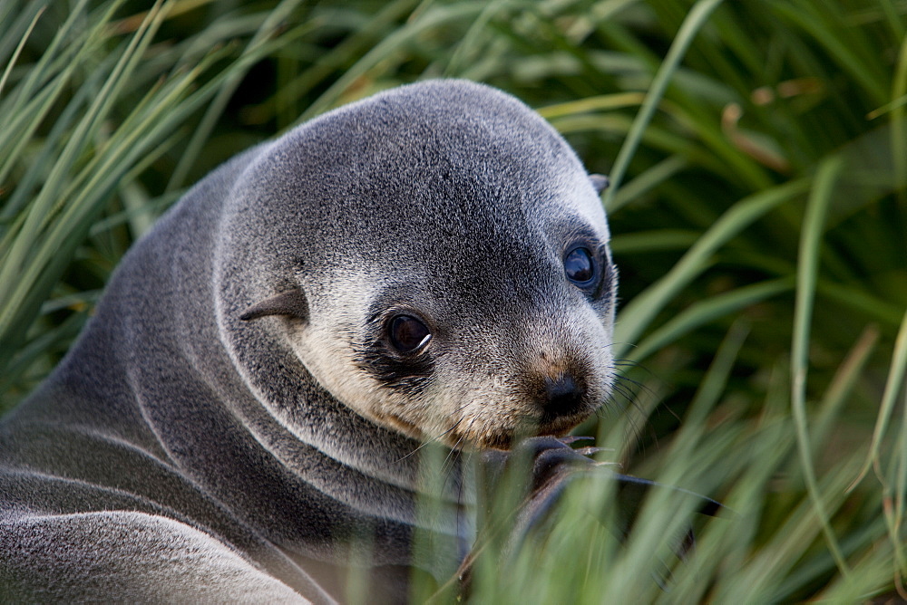 Antarctic fur seal (Arctocephalus gazella), Husvik Island, Antarctic, Polar Regions