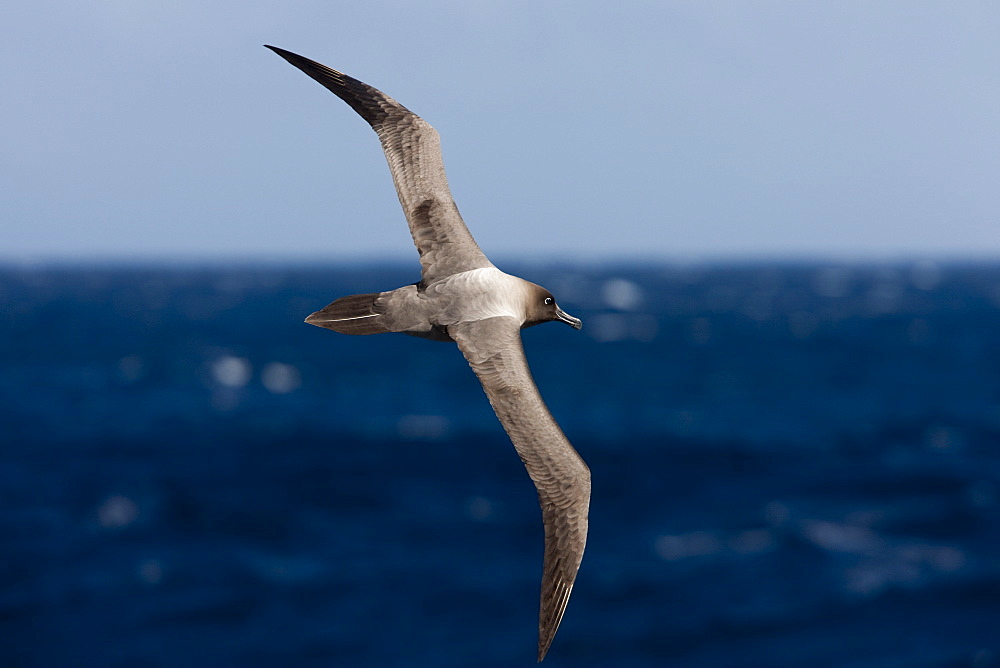 Light-mantled sooty albatross (Phoebetria palpebrata), Southern Ocean, Antarctic, Polar Regions